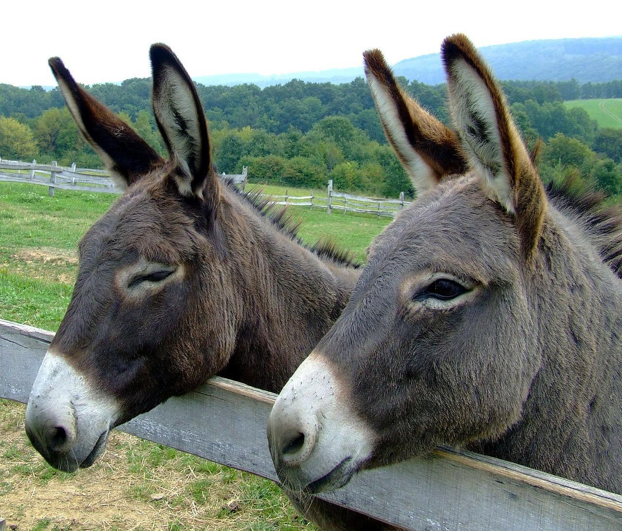 The Difference Between An Ass Donkey And Mule Donkey Vs Mule Vs Ass