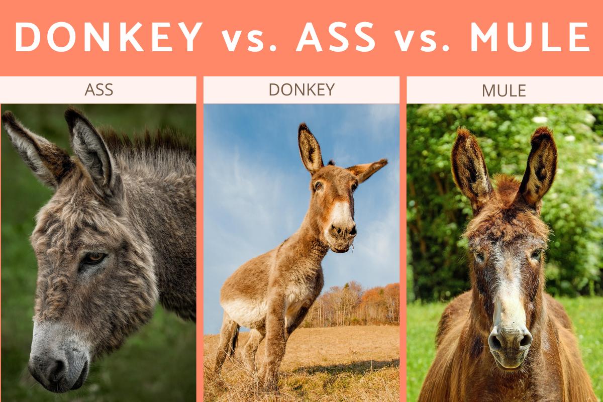 The Difference Between An Ass Donkey And Mule Donkey Vs Mule Vs Ass