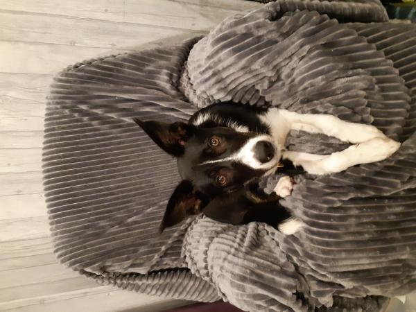 My Dog is Scared of Cars and Traffic - Why and What to Do