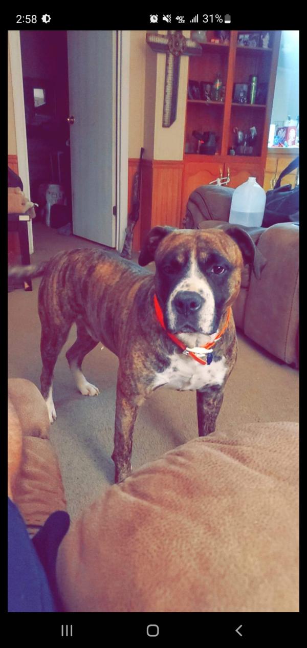 Life Expectancy of Boxer Dogs Average Boxer Dog Lifespan