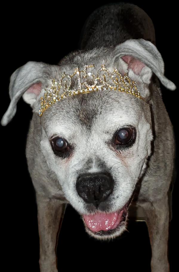 Life Expectancy of Boxer Dogs Average Boxer Dog Lifespan