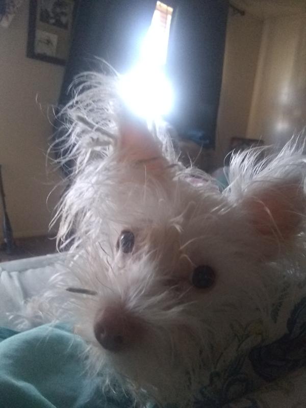Home Remedies for Matted Dog Hair Guide and Tips
