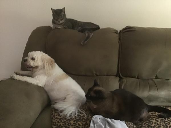 My Dog's Front Paw is Curling Under - Knuckling in Dogs Causes and ...