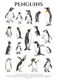 Do Penguins Have Knees? - Yes They Do