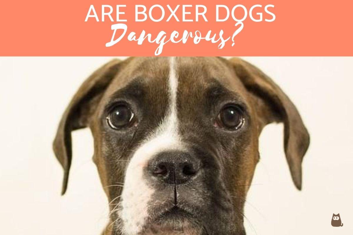 Are Boxer Dogs Dangerous?