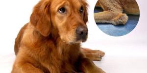 Bursitis in Dogs - Causes and Treatment