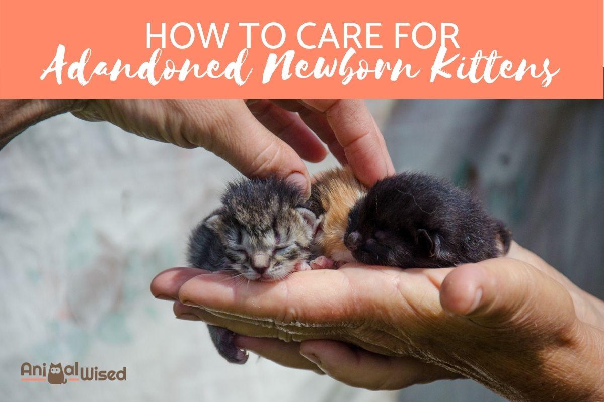Caring for Abandoned Kittens