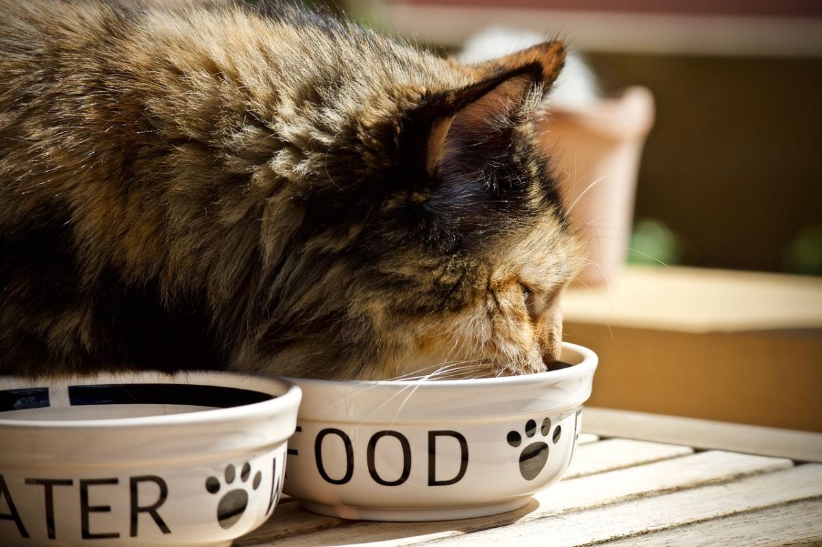 Homemade Food for Cats
