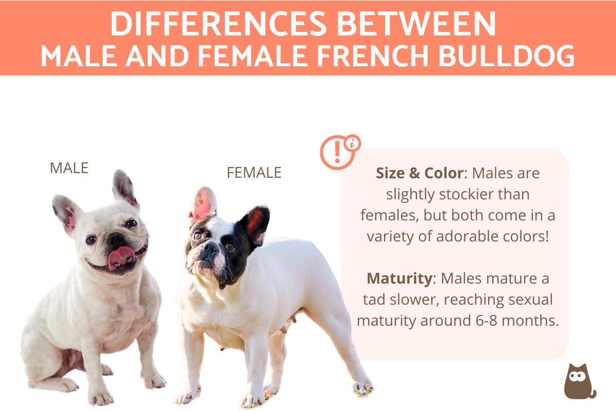 Male vs. Female French Bulldogs