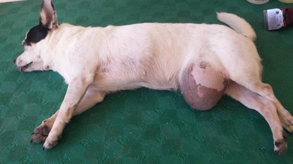 Inguinal Hernia in Dogs - Symptoms, Diagnosis And Treatment