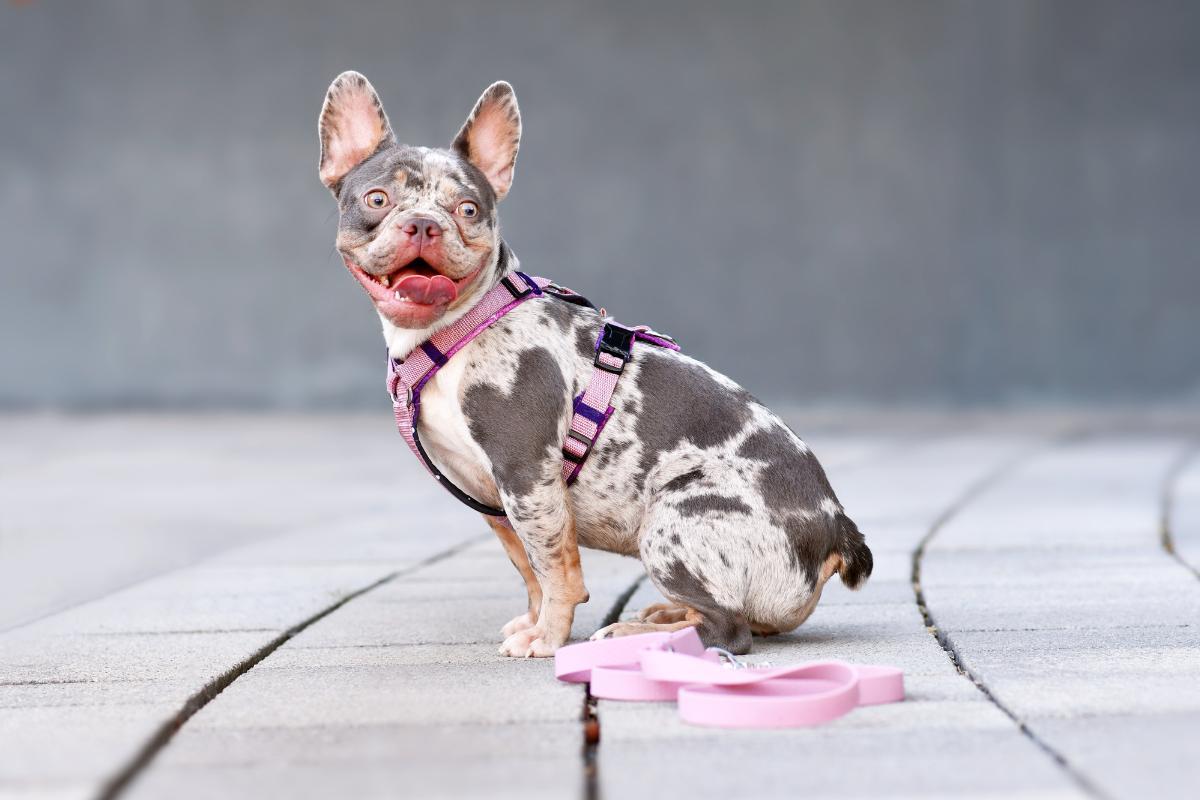 Dominant vs. Recessive Genes in Dogs