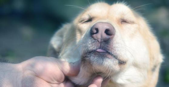 Hyperthyroidism in Dogs - Causes, Symptoms and Treatment