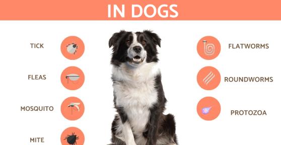 Parasites in Dogs - Types, Symptoms and Treatments