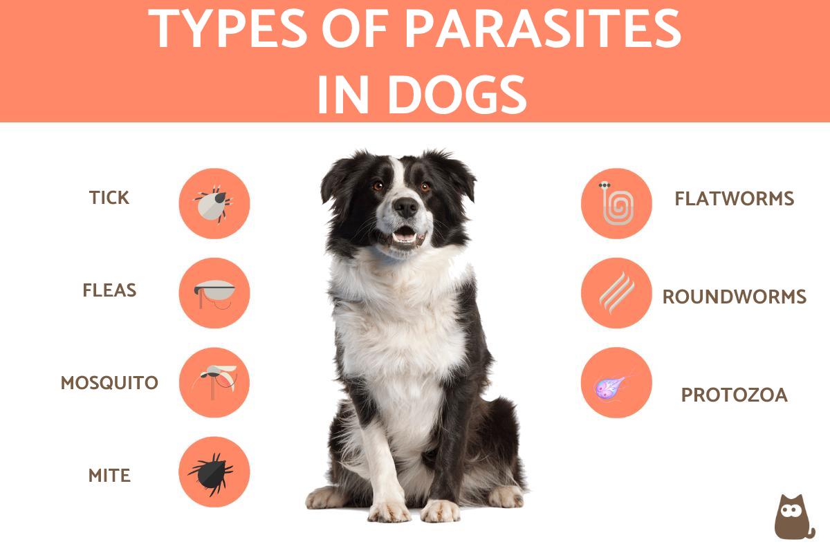 Parasites in Dogs Types Symptoms and Treatments