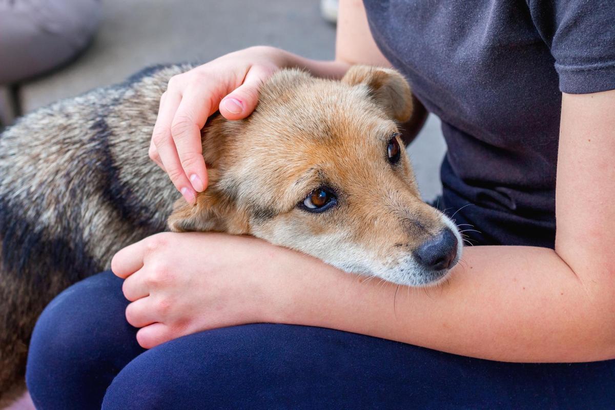 Gabapentin for Dogs - Dosage, Uses and Side Effects