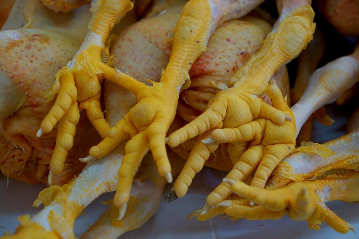 Are Chicken Feet Good For Cats Benefits Risks are-chicken-feet-good-for-cats-benefits-risks