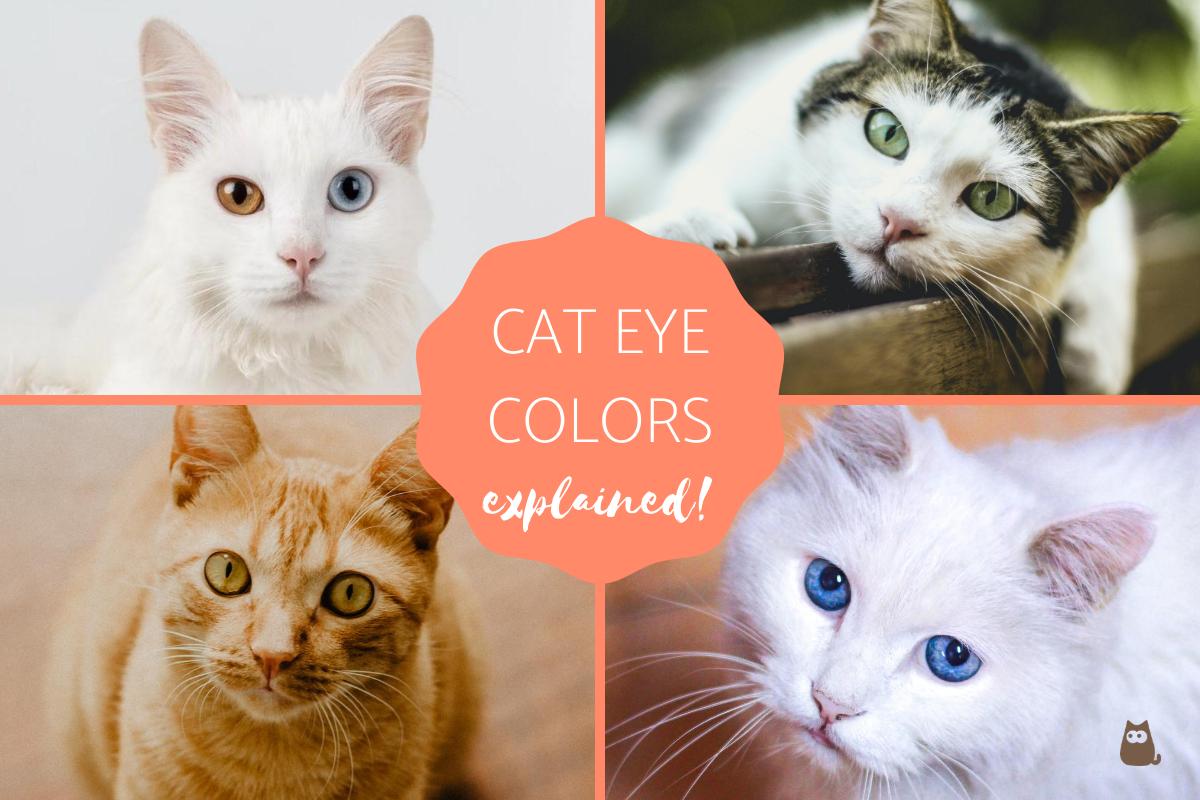 Most Common Cat Eye Color and Their Meaning
