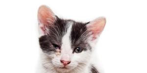 Why Does My Cat Have So Many Eye Boogers?