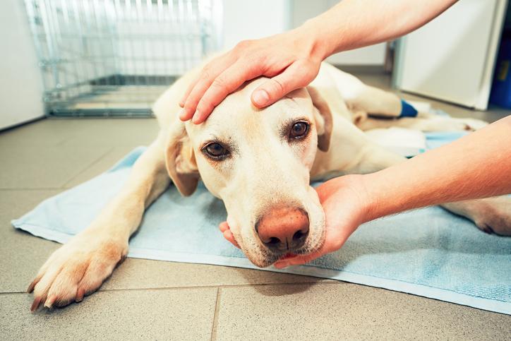 Can I Give My Dog Paracetamol?
