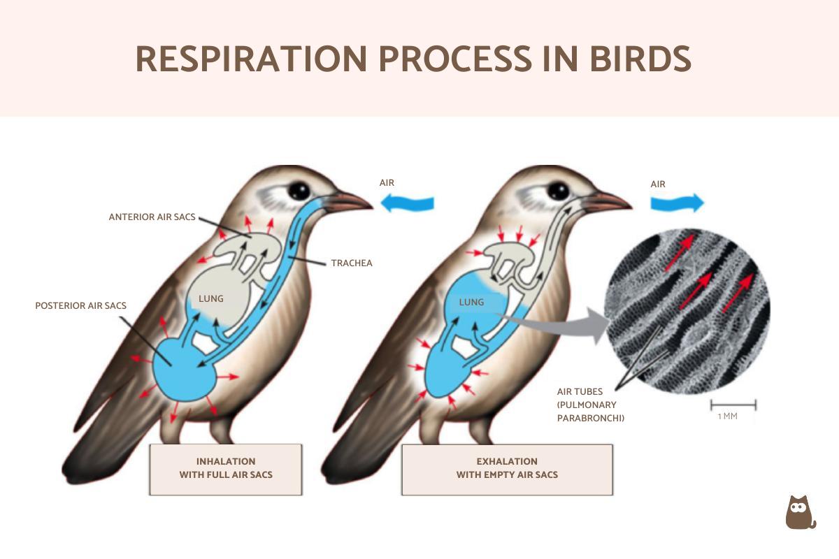 How Do Birds Breathe?