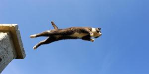 How High Can a Cat Fall Without Injury?