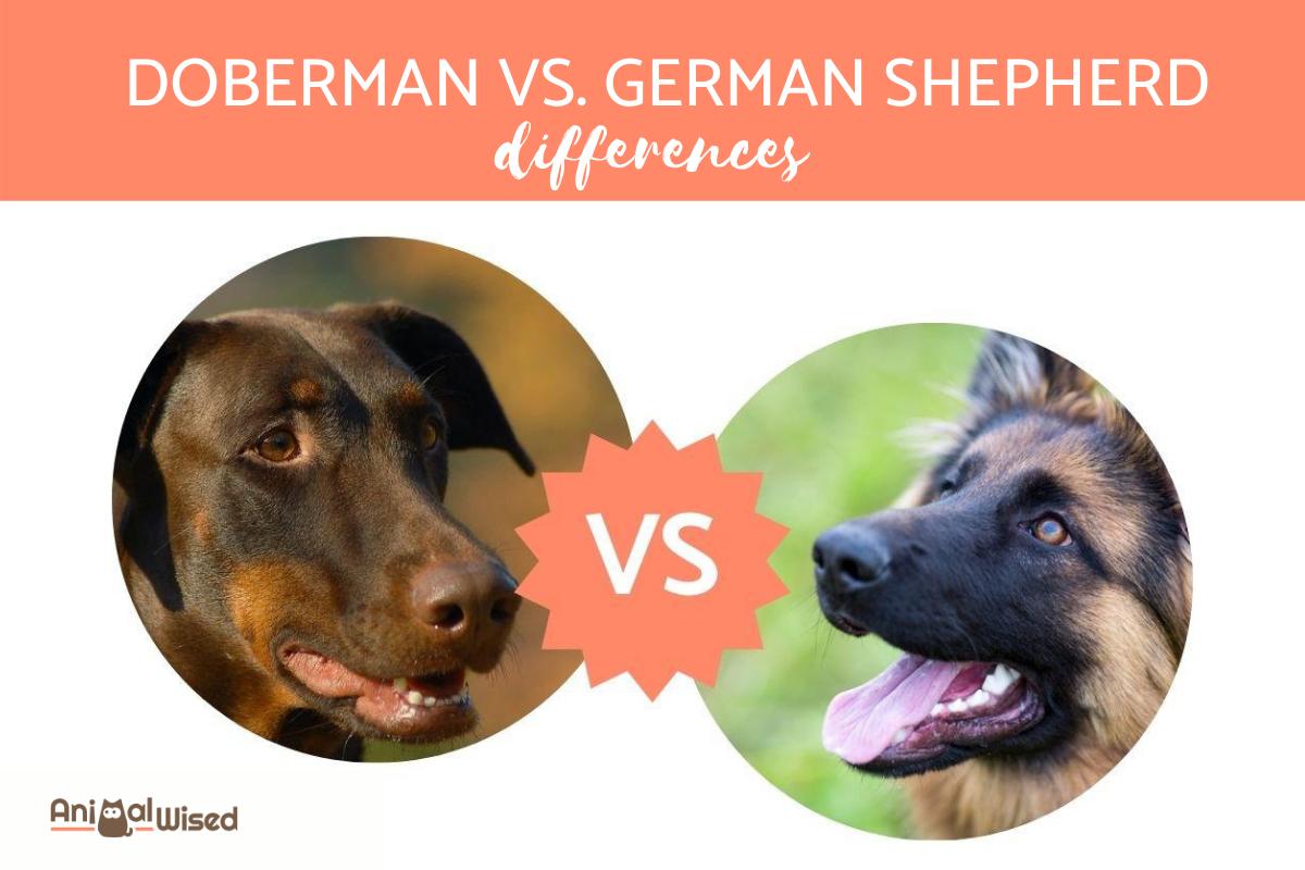 Doberman VS. German Shepherd - What Are the Differences?