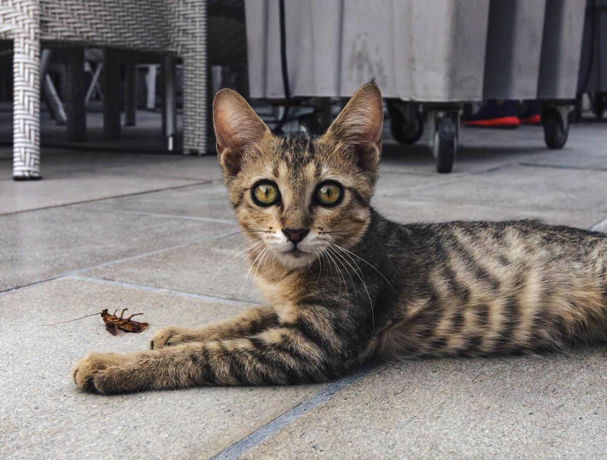 Can a Cat Get Worms from Eating Flies?
