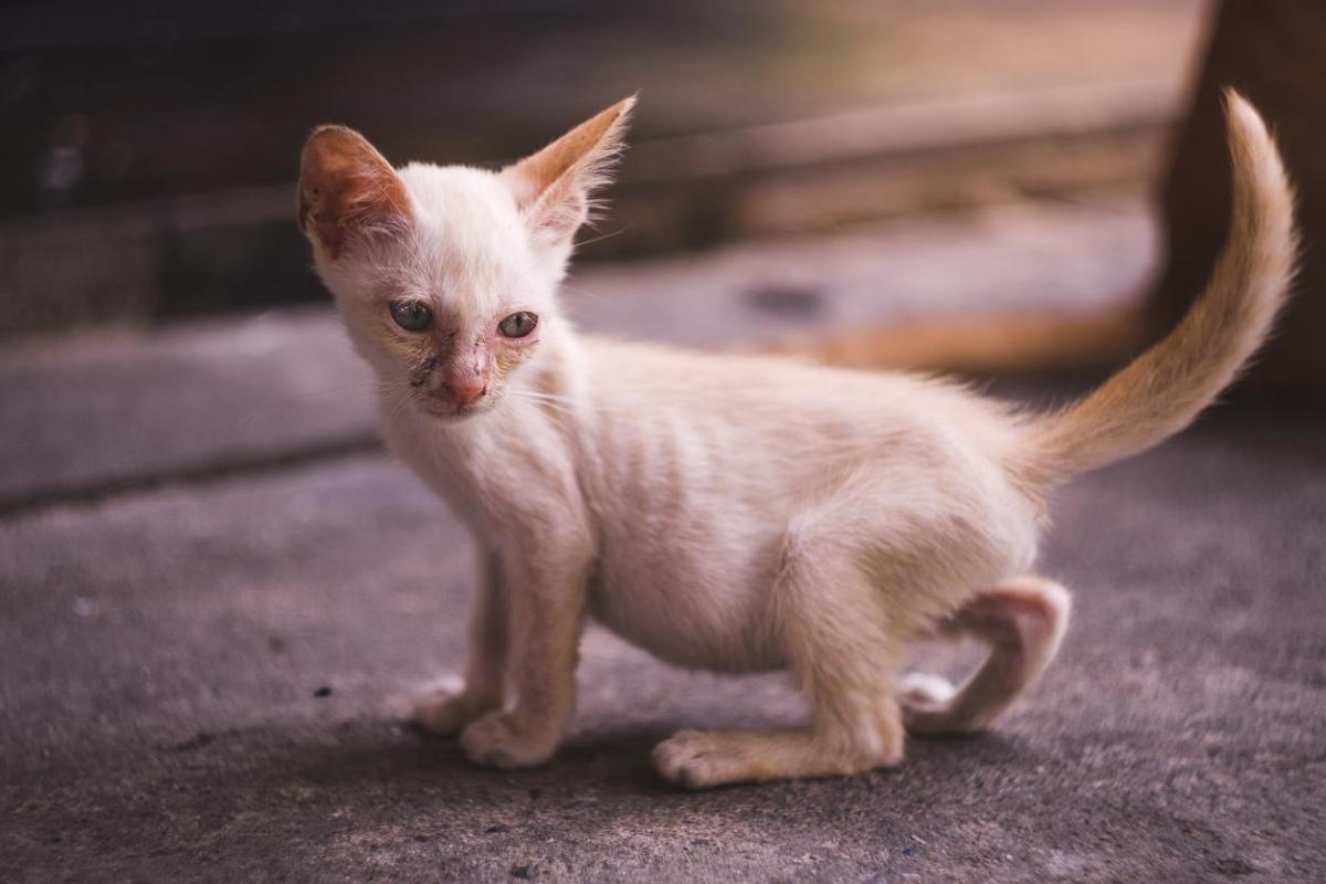 Rickets in Cats - Symptoms and Treatment