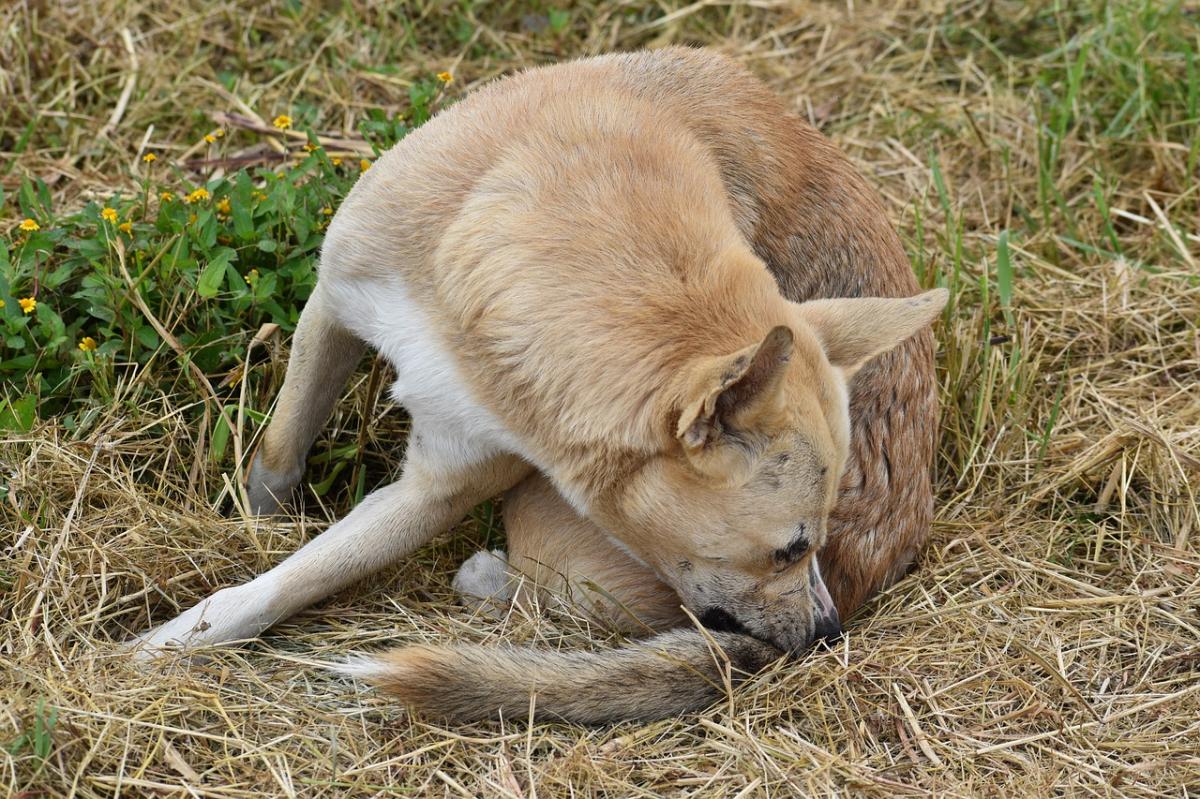 OCD in Dogs - Causes, Symptoms and Treatment