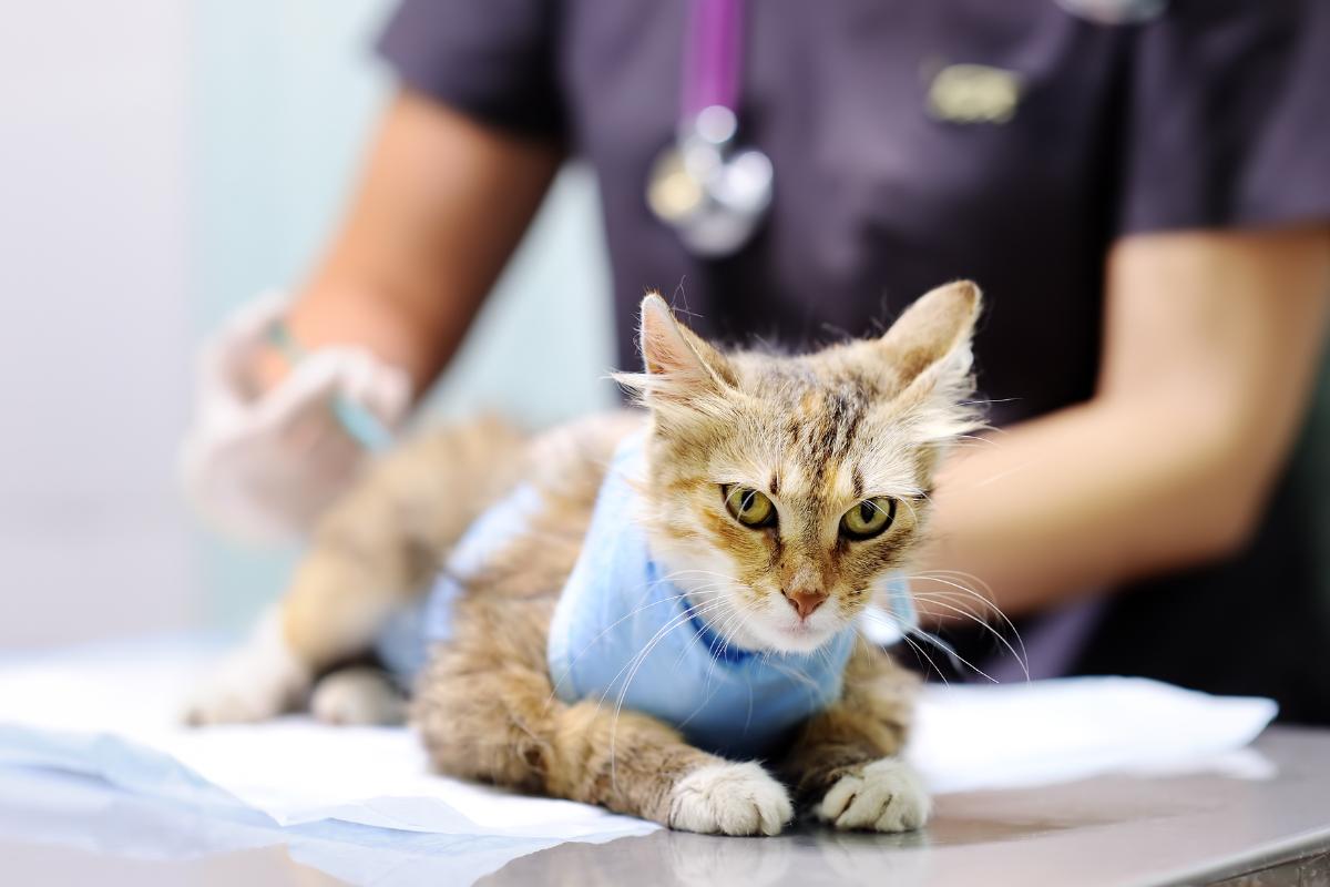Can You Give Cats Human Antibiotics?