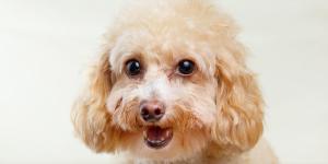 How to Remove Tear Stains From a Poodle