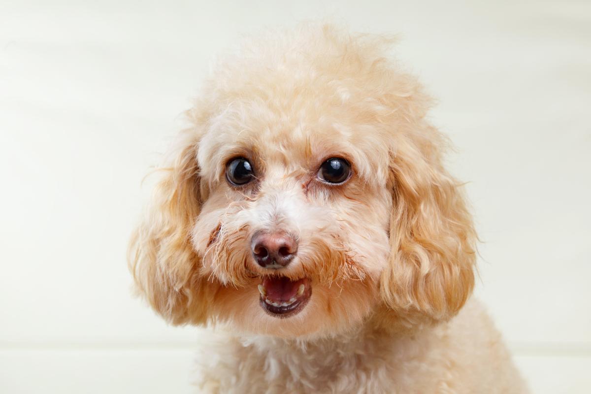 Toy poodle tear stains top