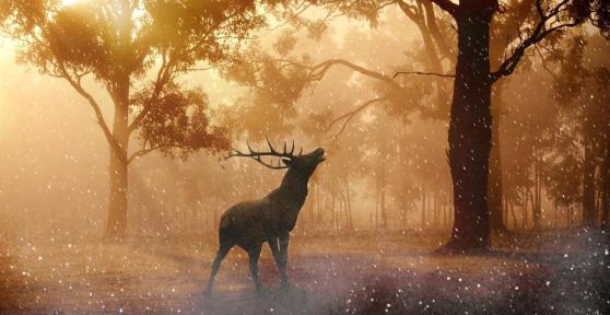 Incredible Horned Animals - Big, Long and Curly with Photos