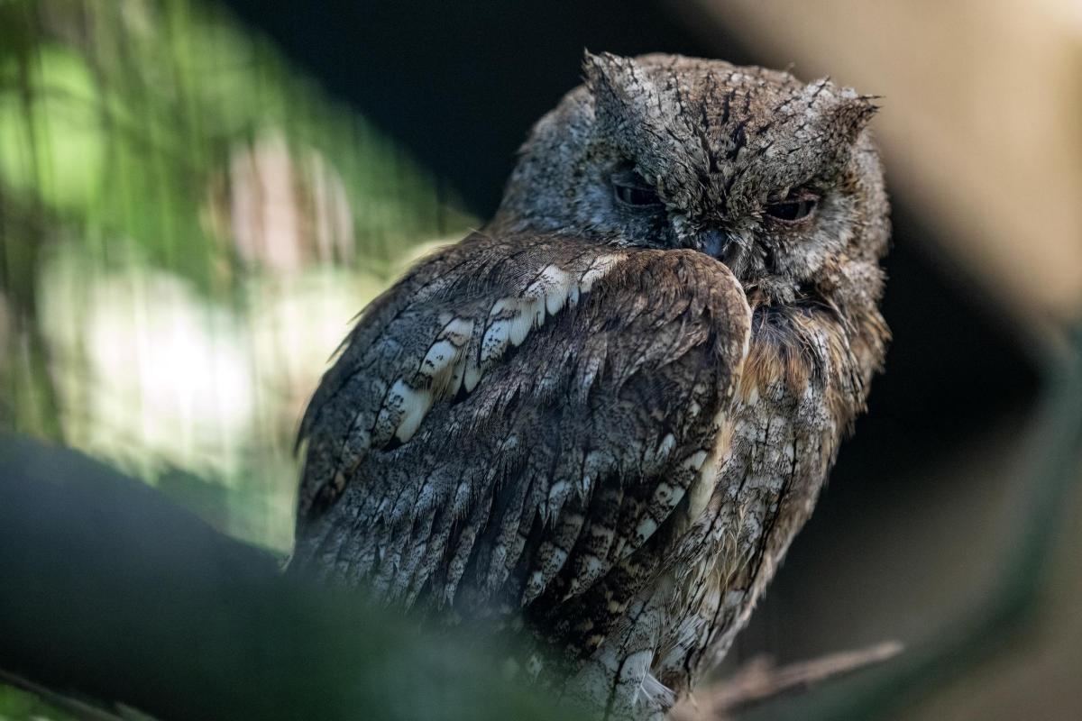How Do Owls Sleep?