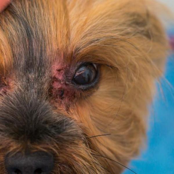 Types of Ketoconazole for Dogs Shampoo Cream Tablets and More
