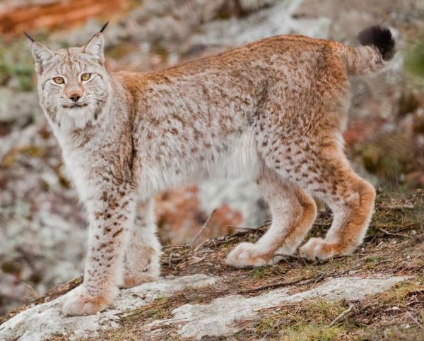 Largest Wild Cats in the World - 10. Eurasian lynx