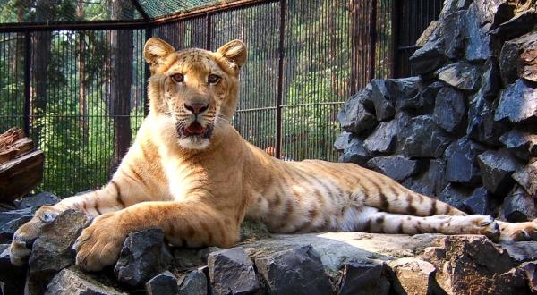 Largest Wild Cats in the World - 1. Liger