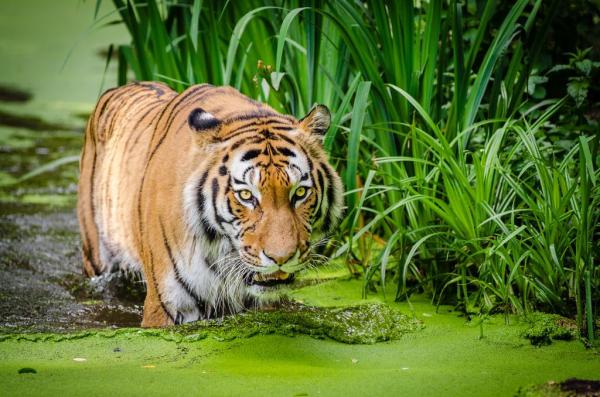 Largest Wild Cats in the World - 2. Siberian tiger