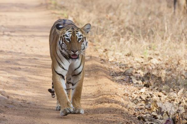 Largest Wild Cats in the World - 3. Bengal Tiger