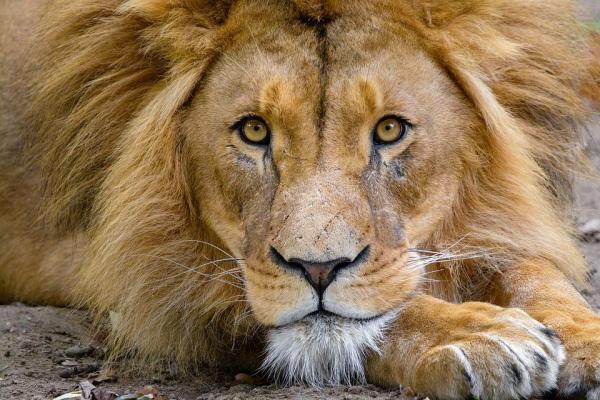 Largest Wild Cats in the World - 4. Lion