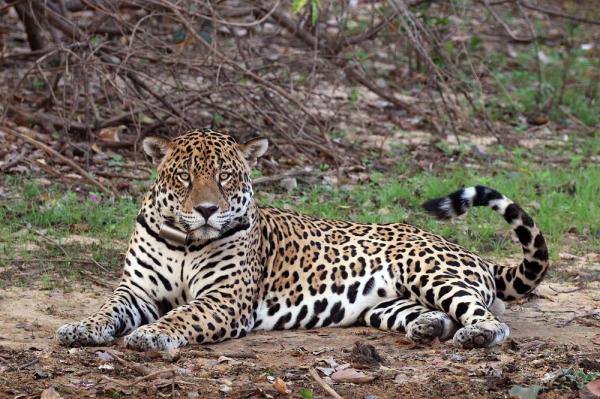 Largest Wild Cats in the World - 5. Jaguar