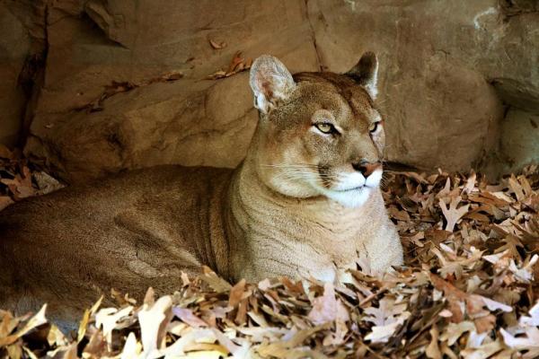 Largest Wild Cats in the World - 6. Cougar