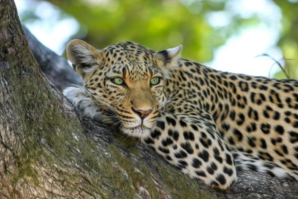 Largest Wild Cats in the World - 7. Leopard