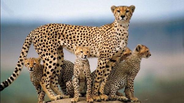 Largest Wild Cats in the World - 8. Cheetah