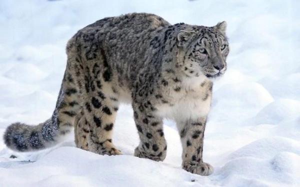 Largest Wild Cats in the World - 9. Snow Panther