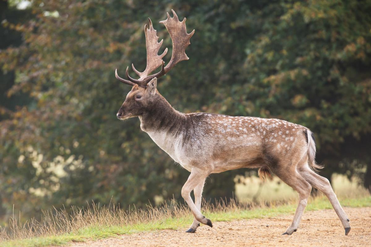 Do Fallow Deer Shed their Antlers?