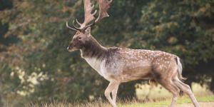 Do Fallow Deer Shed their Antlers?