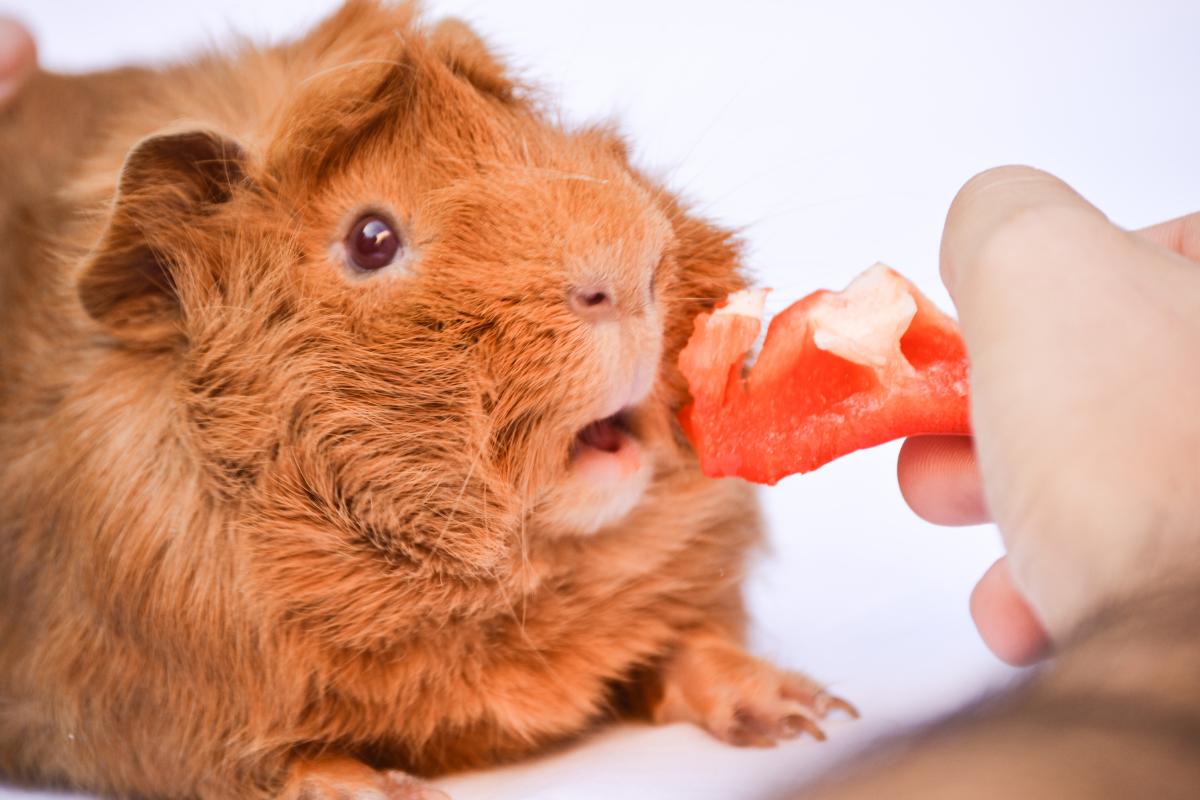 Do Guinea Pigs Bite Humans?