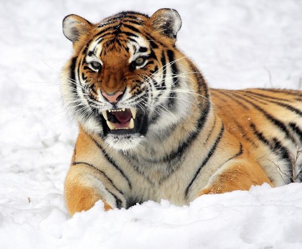 Largest Wild Cats in the World