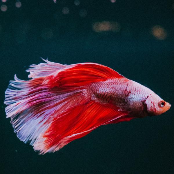 50 Compatible Tank Mates for Betta Fish What Fish Can Live With Bettas